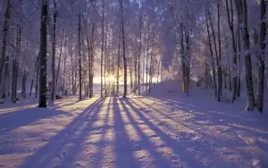 Forest covered in snow with sunset filtering between tall trees.